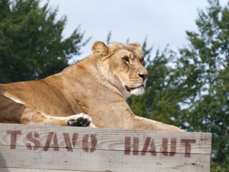 rencontre avec dauphins planete sauvage