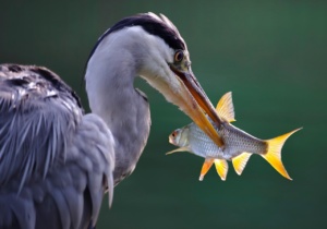 héron qui pêche qu'on peut observer près de notre gîte observation oiseaux Vendée