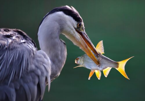 héron qui pêche qu'on peut observer près de notre gîte observation oiseaux Vendée